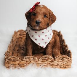 Sage - Red  female Goldendoodle puppy in New Lenox, Illinois from New Doods On The Block