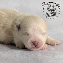 Pearl - Cream female Pomeranian puppy in Fultonville, New York from Sandy Aussies & Pomeranians