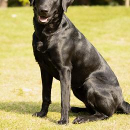 Josie - Labrador Retriever