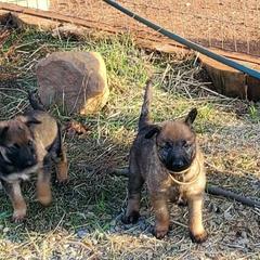 Belgian Laekenois Puppies from Cal Curly Coats Belgian Laekenois