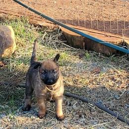 Belgian Laekenois Puppies from Cal Curly Coats Belgian Laekenois