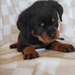 Brown boy - Black and mahogany male Rottweiler puppy in Custer County, Oklahoma from Rough Creek Kennels