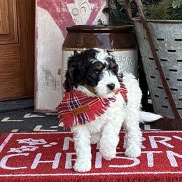 Angel - Black and white female Bernedoodle puppy in Fort Gibson, Oklahoma from Waggle Doodles