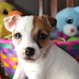 Jack Russell Terrier Puppies from Smokin Pistol Jack Russell Terriers