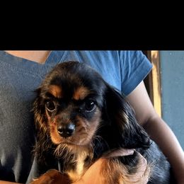Pepper - Black and tan Cavalier King Charles Spaniel puppy in Beaverton, Oregon from Feray Valoir cavaliers