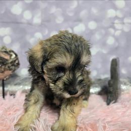 Helios - Liver male Miniature Schnauzer puppy in Neosho, Missouri from Star Light Pups