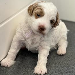 Kaiya - Parti female Goldendoodle puppy in American Fork, Utah from Kym’s Micro Mini Goldendoodles