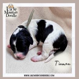 Tinman - Black male Australian Labradoodle puppy in Eagle Mountain, Utah from Lake Mountain Doodle