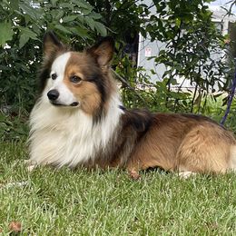 Thor - Pembroke Welsh Corgi