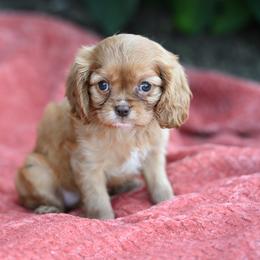Dandelion - Ruby female Cavalier King Charles Spaniel puppy in Sugarcreek, Ohio from Chocolate Cavalier
