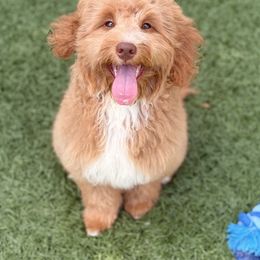 Aussiedoodle, Bordoodle, and Goldendoodle Puppies from Calena’s Doodles