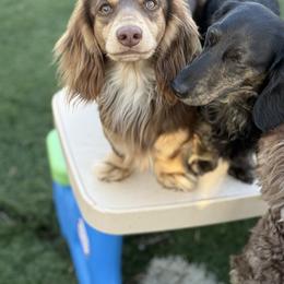 Snoop - Dachshund
