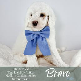 Bravo - Parti male Goldendoodle puppy in Paxville, South Carolina from Pack Street Pups