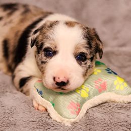 Border Collie Puppies from Wandering Meadows Farm