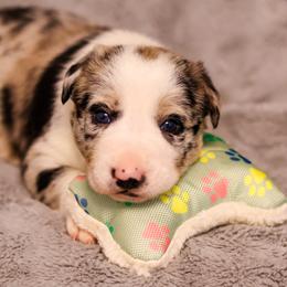 Border Collie Puppies from Wandering Meadows Farm