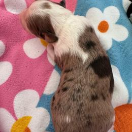 Boy 3 - Blue merle male Aussiedoodle puppy in Reddick, Florida from Cooper’s Mini Doodles