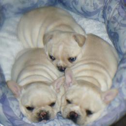 French Bulldog Puppies from Sapphire Skies French Bulldogs