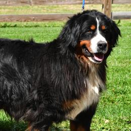 Bernedoodles and Bernese Mountain Dogs from Angel Valley Berners