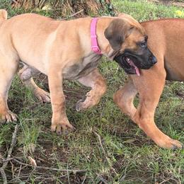 Risk - Tawny female Boerboel puppy in Flemingsburg, Kentucky from Aussgardian Boerboels