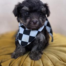 Thumper - Phantom male Bernedoodle puppy in Decatur, Tennessee from Diamond's Doodles
