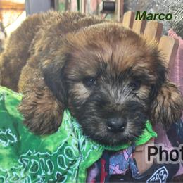 Marco - Wheaten male Soft Coated Wheaten Terrier puppy in Gladewater, Texas from Felicias Swheaties