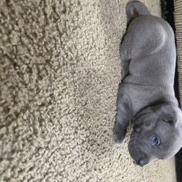 American Bully Puppies from South Georgia Pitbull & Bully Kennel