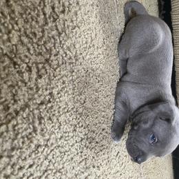 American Bully Puppies from South Georgia Pitbull & Bully Kennel
