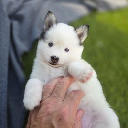 Monica - White female Pomsky puppy in Fredericksburg, Virginia from Purely Pomskies