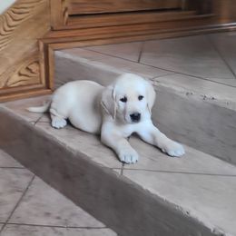 Barbie Light Blue Collar - Labrador Retriever puppy from Marlene's Labrador Retrievers