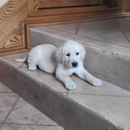 Barbie Light Blue Collar - Labrador Retriever puppy from Marlene's Labrador Retrievers