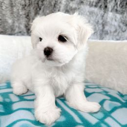 Otto - White male Maltese puppy in Vinton, Louisiana from Dreams & Love Maltese