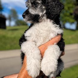 Malaki - Parti male Poodle puppy in Washington, Pennsylvania from Patriotic Poodles