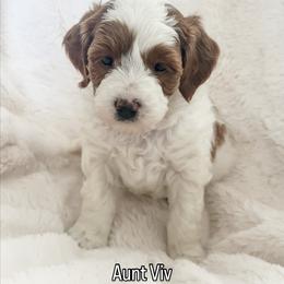 Aunt Viv - Parti female Goldendoodle puppy in Orem, Utah from Daphne's Dozen
