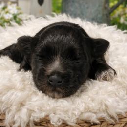 Pink Collar - Black female Miniature Schnauzer puppy in Sacramento, California from Hardcastle Family Schnauzer’s