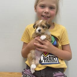 Havanese Puppies from Nanas Devinely Designed Havanese
