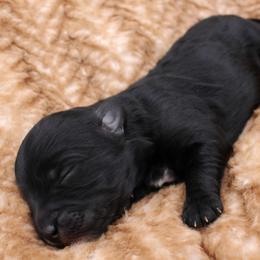 Starburst - Black female Havapoo puppy in Hendersonville, North Carolina from Grayfinn House