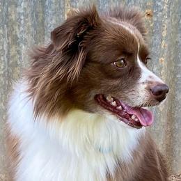 Penny - Miniature Australian Shepherd