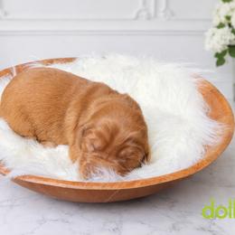 Dolly ( lime ) - Dark golden female Golden Retriever puppy in Centertown, Missouri from Redheaded Retrievers