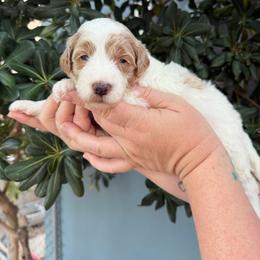 Penelope - Parti female Goldendoodle puppy in Barstow, California from Golden Desert Doodles