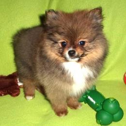 Elvis - Wolf sable male Pomeranian puppy in Jefferson City, Missouri from MJ’s Pomeranians