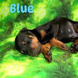 Blue - Black and rust male Doberman Pinscher puppy in Louisville, Kentucky from Ruiz Dobermans