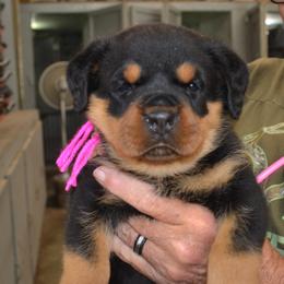 Female PINK COLLAR - Black and mahogany female Rottweiler puppy in Dawson Springs, Kentucky from Lakeview Rottweilers