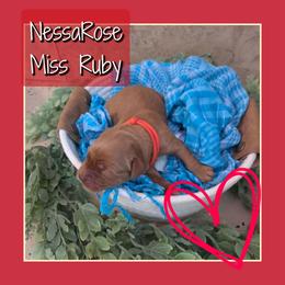 Nessa - Dark golden female Golden Retriever puppy in Driggs, Idaho from SK Golden Retrievers