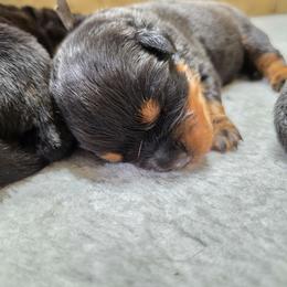Girl 1 - Black and tan female Rottweiler puppy in Stanton, Kentucky from Vom Hause Alistair