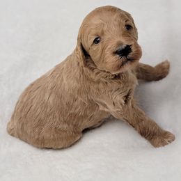 Goldendoodle Puppies from Lake Village Doodles