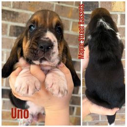 Uno - Black brown and white male Basset Hound puppy in Red Bay, Alabama from Maple Street Bassets