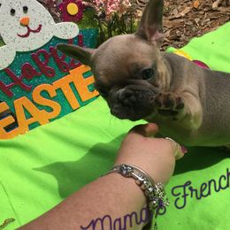 French Bulldogs from Mama’s Frenchie Babies
