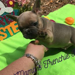 French Bulldogs from Mama’s Frenchie Babies