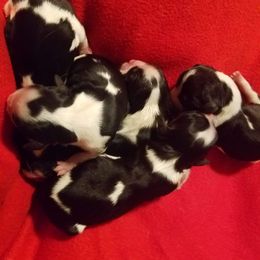 Cavalier King Charles Spaniel Puppies from Country Cavaliers