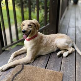 Mia - Goldendoodle